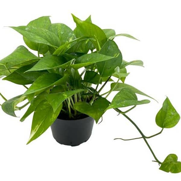 Jade plant bonsai and money plant 4