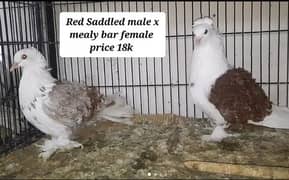 fancy pigeons pairs available