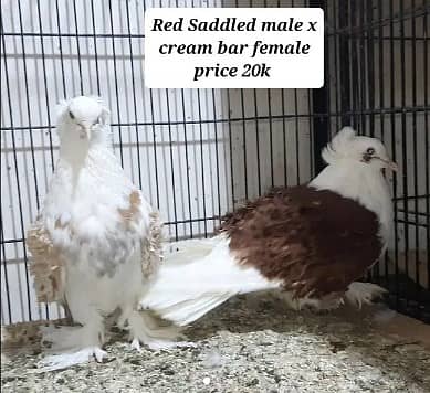 fancy pigeons pairs available 1