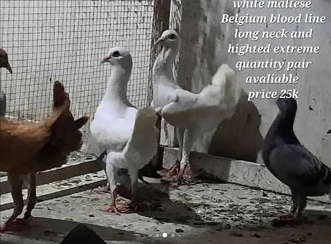 fancy pigeons pairs available 3