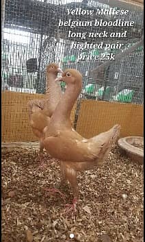 fancy pigeons pairs available 4