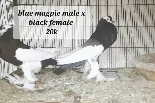 fancy pigeons pairs available 5