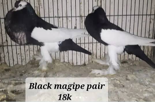fancy pigeons pairs available 6