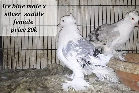 fancy pigeons pairs available 7