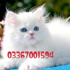 Persian kitten 2 coat  blue eyes