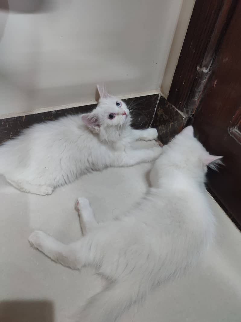Persian kittens pair 3