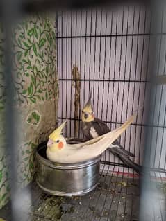 Cocktail breeder pair with chicks nd eggs