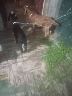 baby male 2bachy for sale 25000