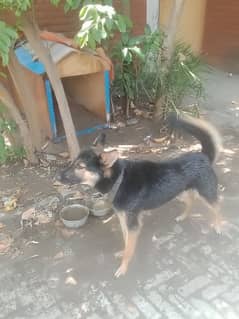 german shepard cross with al session dog breed