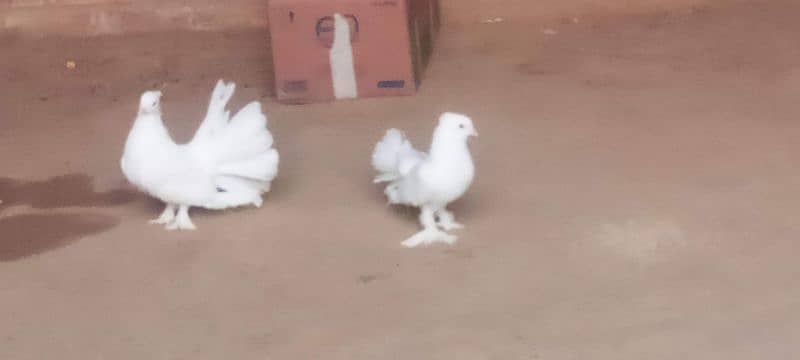 30 pair lucky kaboter white for sale location narowal 0