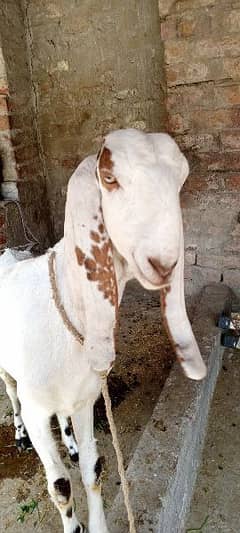 goat baqri 2 path for sale 3.5 month age