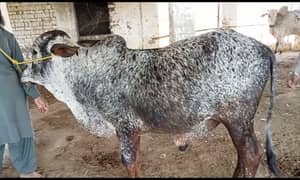 cattle farm 
Qurbani 2024 180k se 6lack wera bull wacha weray wachy