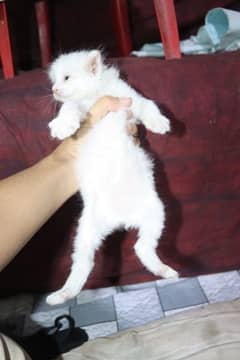 Triple Coated Persian Female Kitten for Sale