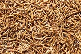 Diry & Live Mealworms avalibal in Lahore pakistan /Feed Rich/Darkling