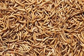 Diry & Live Mealworms avalibal in Lahore pakistan /Feed Rich/Darkling 0