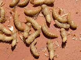 Diry & Live Mealworms avalibal in Lahore pakistan /Feed Rich/Darkling 1