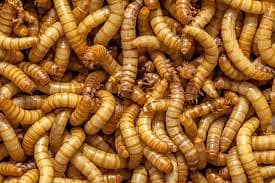 Diry & Live Mealworms avalibal in Lahore pakistan /Feed Rich/Darkling 2