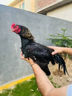 Lasani Mianwali,Shamo, Austrolop Chicks Available