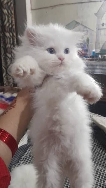 Persian cat/Persian kittens/triple coated/punch face 10
