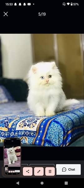 Persian cat/Persian kittens/triple coated/punch face 16
