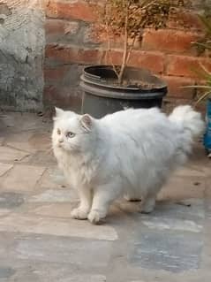 Persian triple coated with rare eyes