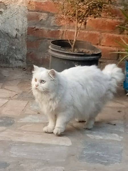 Persian triple coated with rare eyes 0