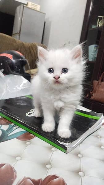 Persian cat/Persian kittens/triple coated/punch face 0