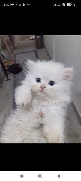 Persian cat/Persian kittens/triple coated/punch face 1