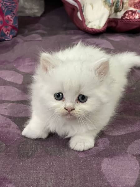 Persian cat/Persian kittens/triple coated/punch face 12
