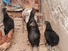 ayam cemani Fresh breder 2 Pair available for sale   11000 per pair