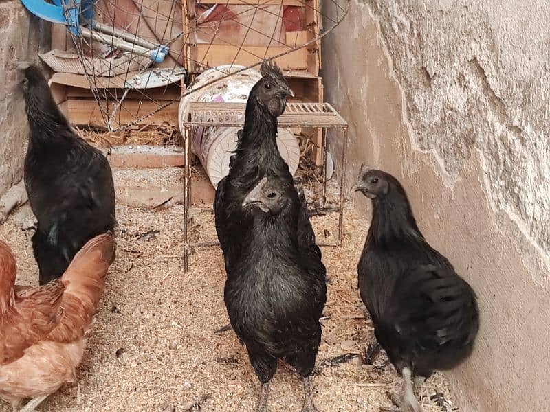 ayam cemani Fresh breder 2 Pair available for sale   11000 per pair 0