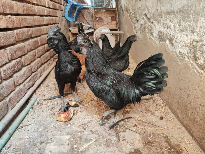 ayam cemani Fresh breder 2 Pair available for sale   11000 per pair 1