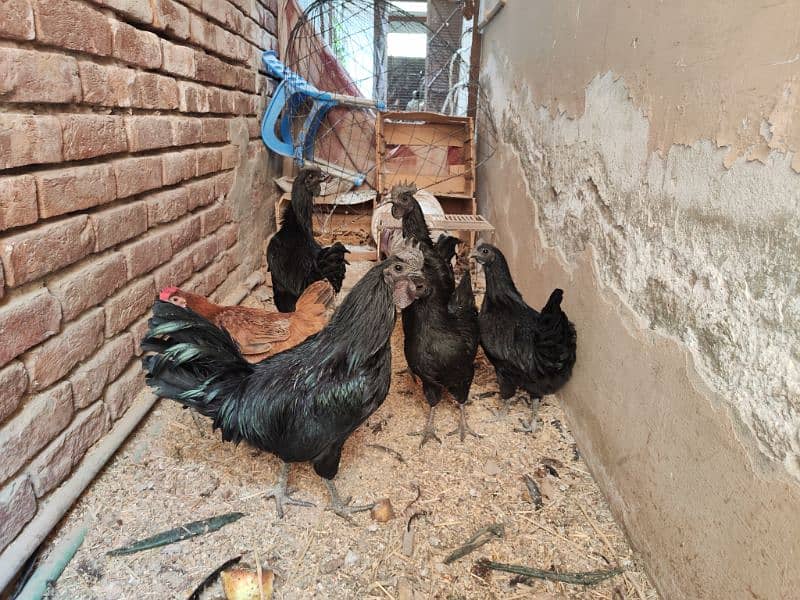 ayam cemani Fresh breder 2 Pair available for sale   11000 per pair 2