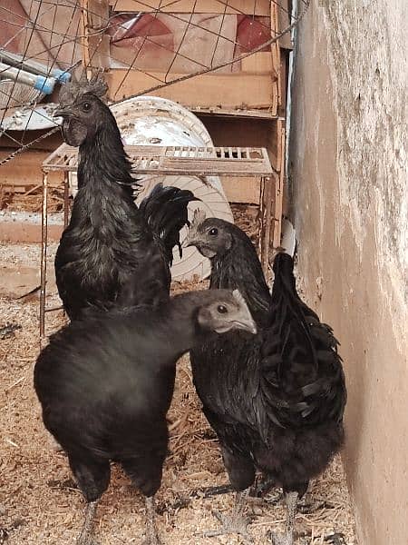 ayam cemani Fresh breder 2 Pair available for sale   11000 per pair 3