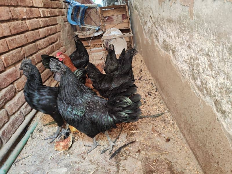 ayam cemani Fresh breder 2 Pair available for sale   11000 per pair 4
