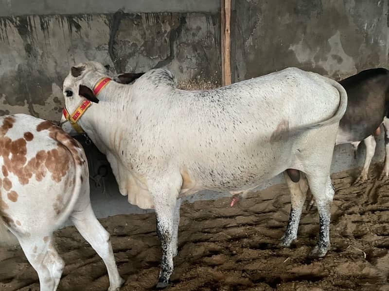 Qurbani Cows for sale 1