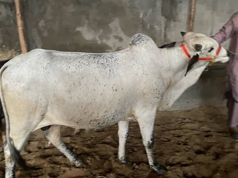 Qurbani Cows for sale 2