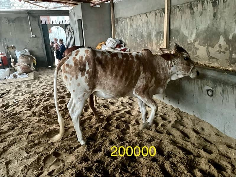 Qurbani Cows for sale 10