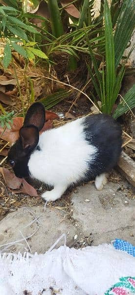 Rabbits for sale 2