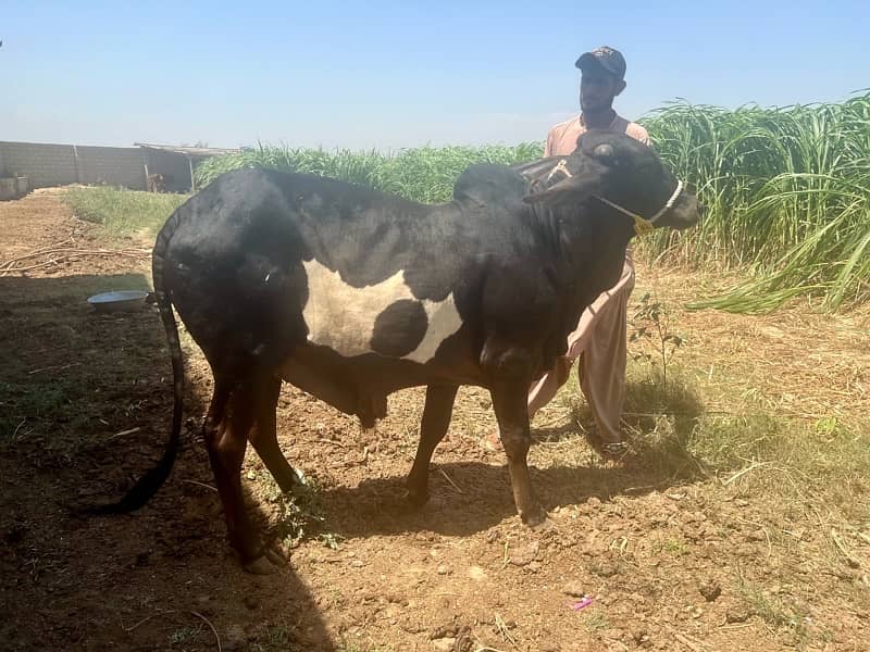 Affordable Qurbani Bulls | Cow | Bachia | Janwar | Bachra 4