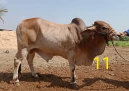 Affordable Qurbani Bulls | Cow | Bachia | Janwar | Bachra 0