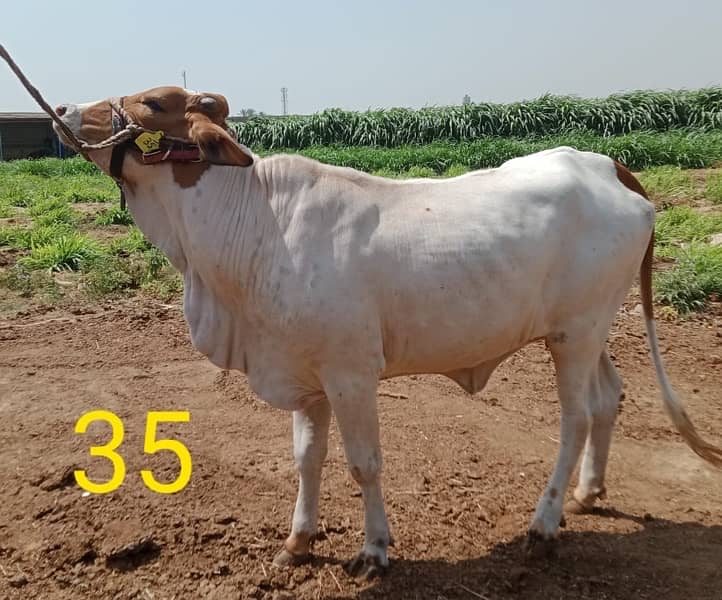 Affordable Qurbani Bulls | Cow | Bachia | Janwar | Bachra 3