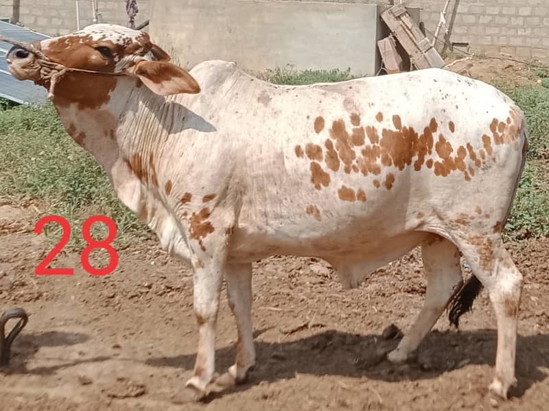 Affordable Qurbani Bulls | Cow | Bachia | Janwar | Bachra 1