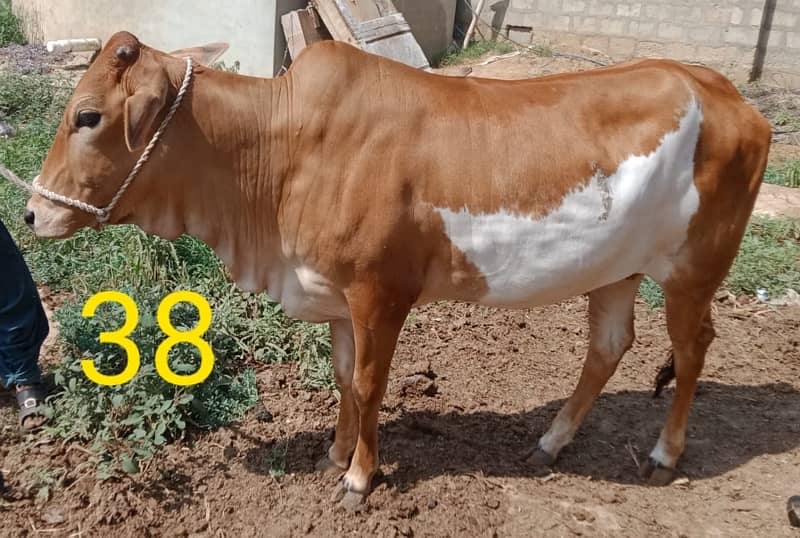 Affordable Qurbani Bulls | Cow | Bachia | Janwar | Bachra 2