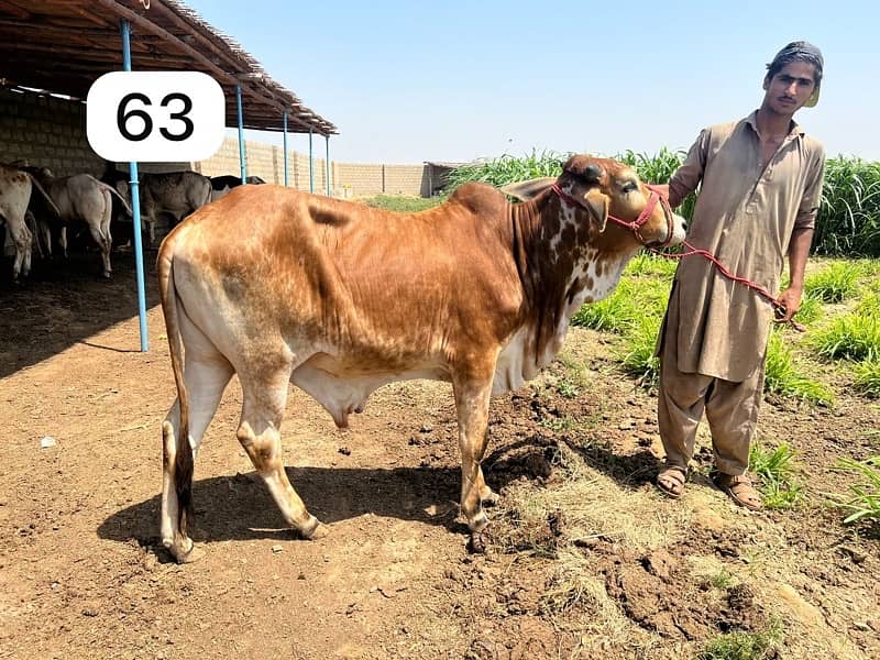 Affordable Qurbani Bulls | Cow | Bachia | Janwar | Bachra 8