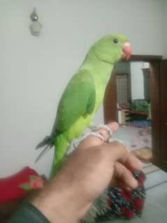 03455231374 singal 5500  Hand tamed male/female parrots