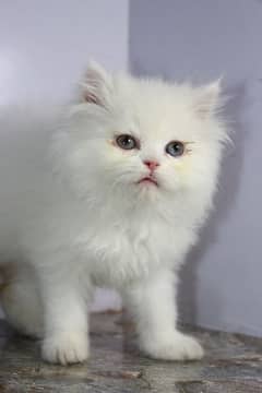 persian snow ball punch face beauties available