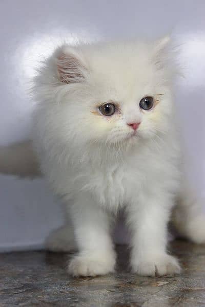 persian snow ball punch face beauties available 1