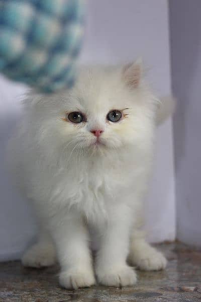 persian snow ball punch face beauties available 2