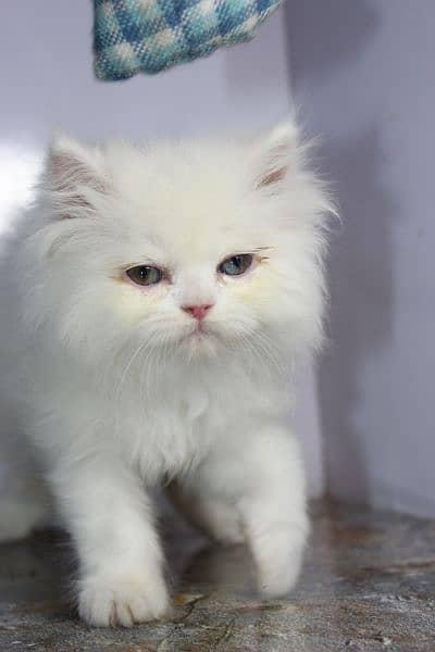 persian snow ball punch face beauties available 3
